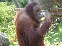Tiergarten Schönbrunn am 23.03.2023